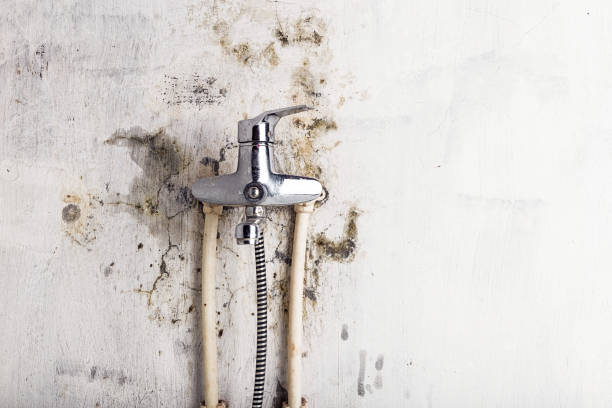 Best Insurance-Related Mold Remediation in Grant, AL